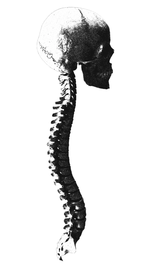 骨格のつながり